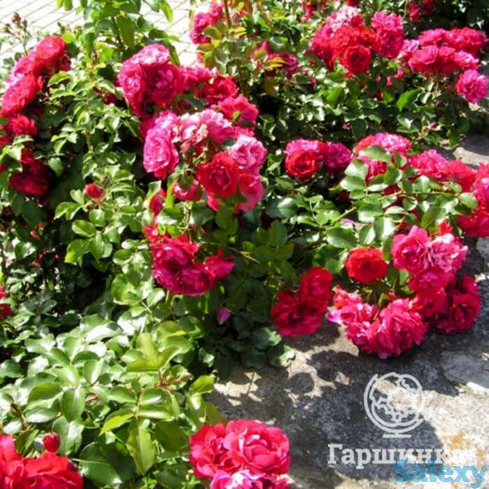 Роза колоссал мейдилэнд/продиже экарлат, мейян, фотография 1