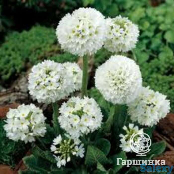 Примула мелкозубчатая Вайт (Альба), фотография 1