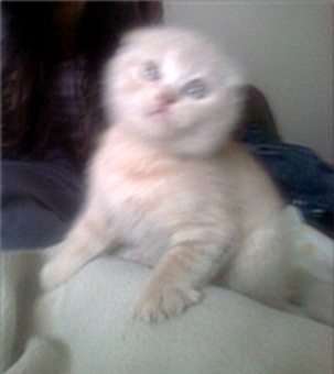 Продам шотландскоговислоухого котенка, фотография 1