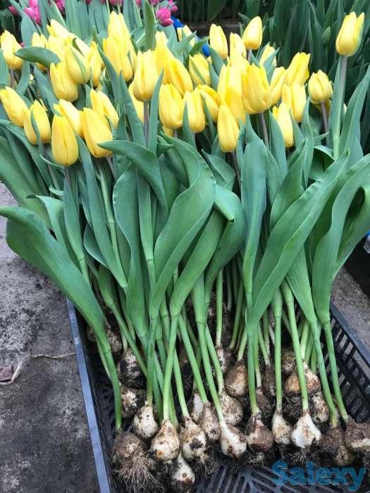 Тюльпаны оптом к 8 марта, фотография 7