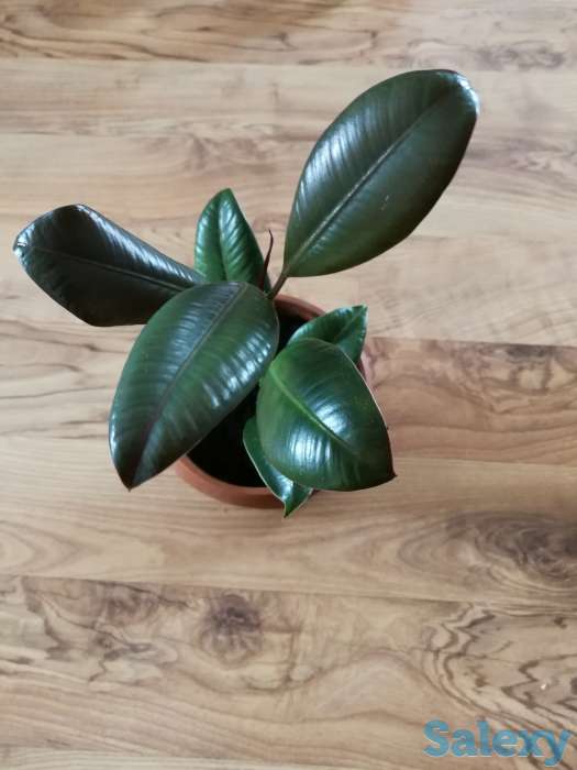 Комнатные цветы, фотография 2