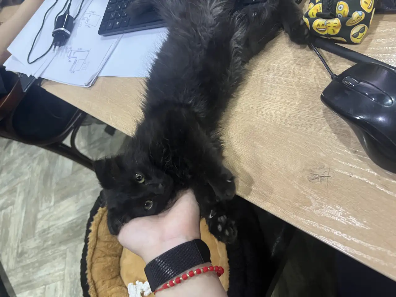 Котенок, кошка. Отдам котенка в хорошие руки бесплатно!, фотография 1