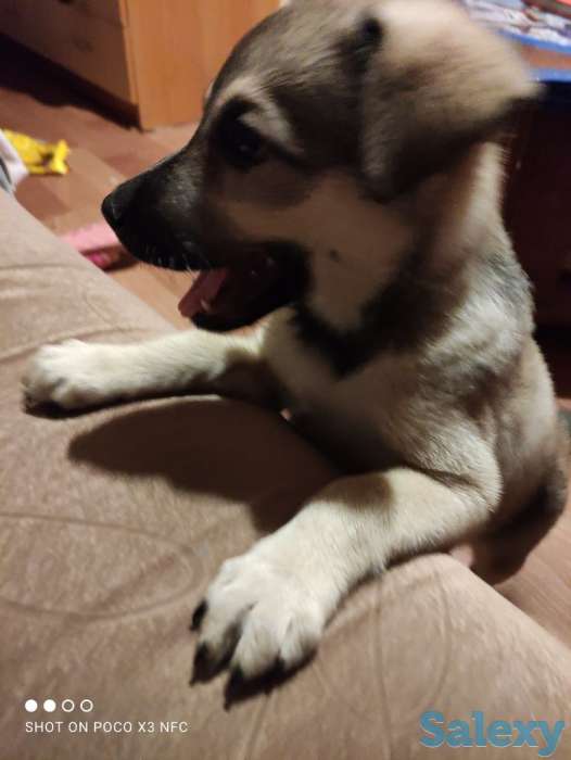 Отдадим щенка в частный дом, фотография 2