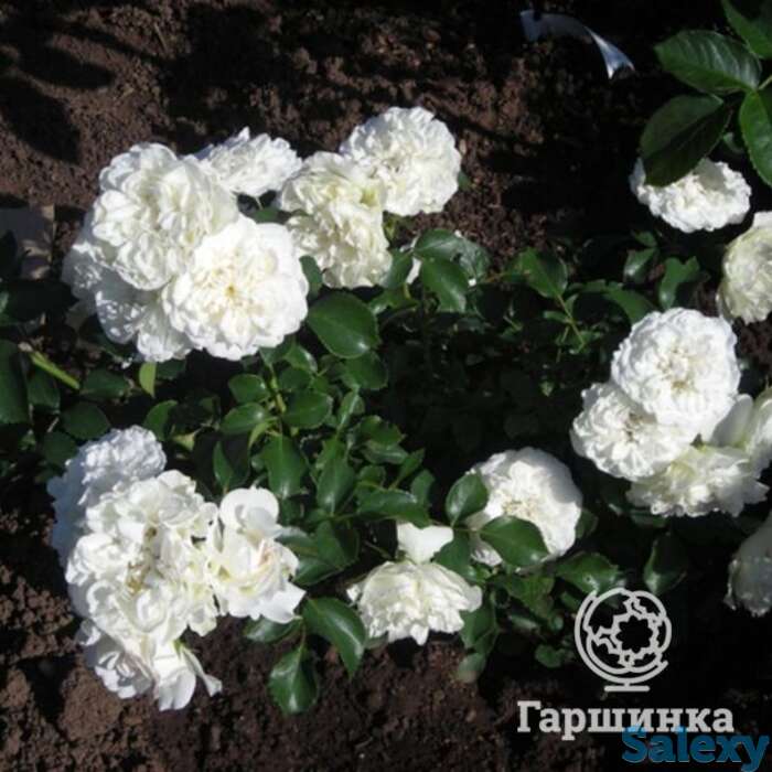 Роза Вайт Джем миниатюрная, фотография 1