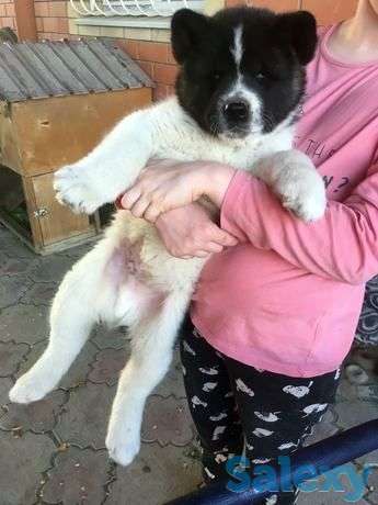 Американская акита, фотография 1