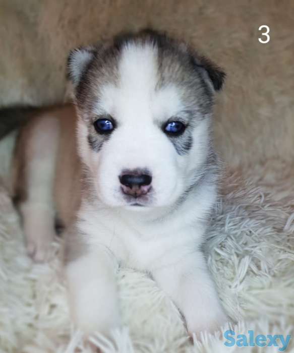 Продаются щенки Сибирский Хаски, фотография 5