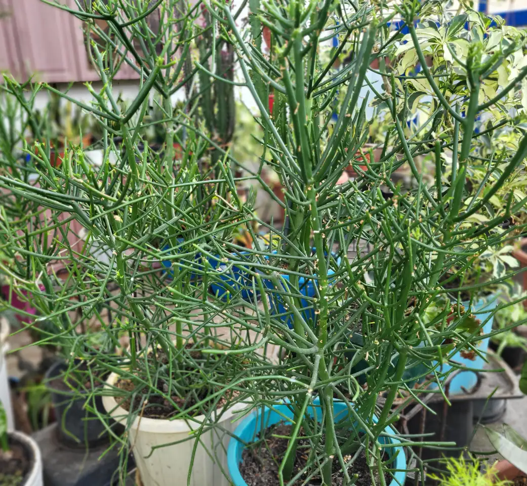 Продам молочай Тирукалли, фотография 2