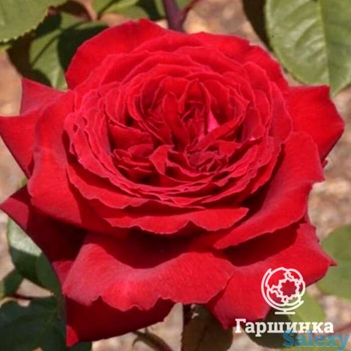 Роза ботеро чайно-гибридная, топалович, фотография 1