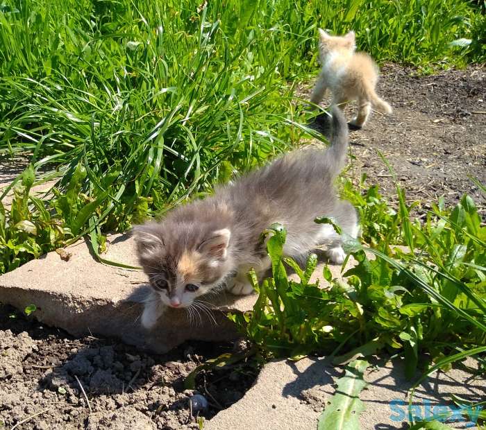 Отдам котят, фотография 4