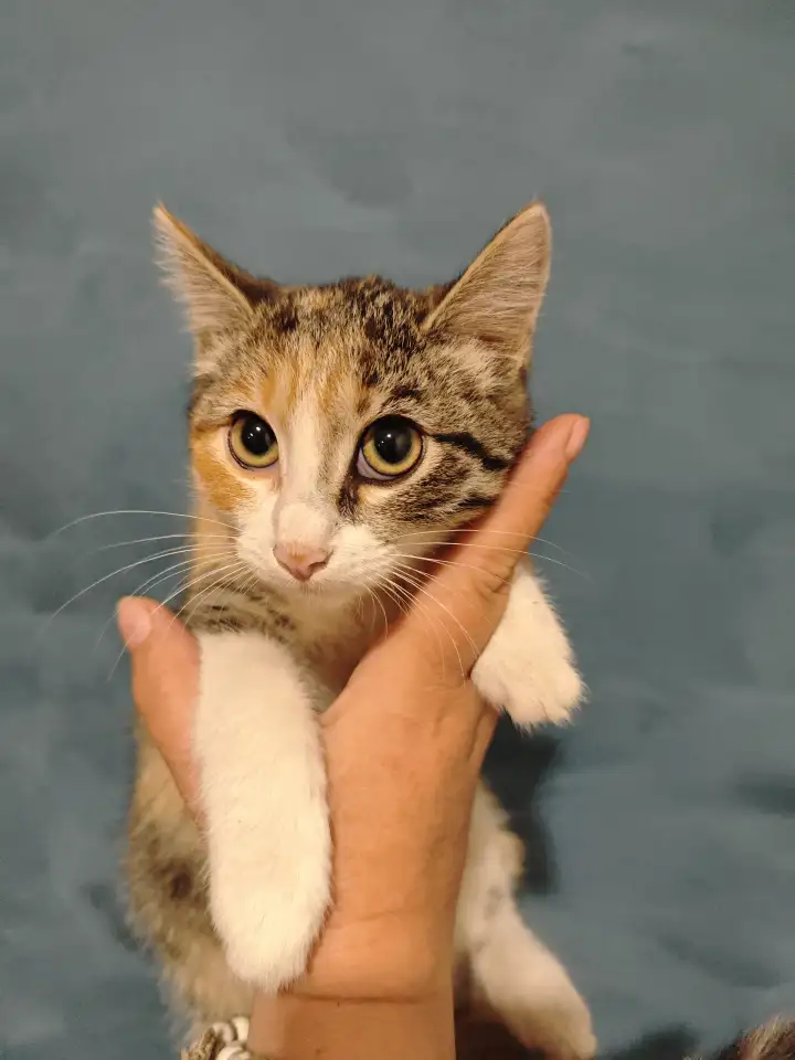 Отдам прекрасных котят в хорошие руки, фотография 5