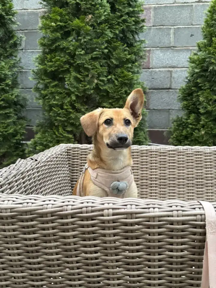 Щенок в хорошие руки, фотография 1