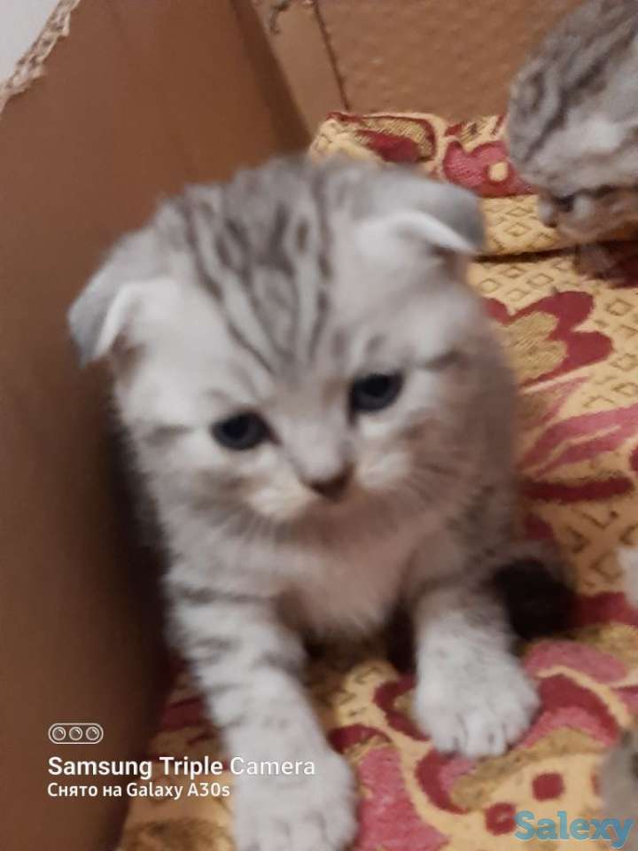 Продам котят мальчиков и девочек., фотография 7