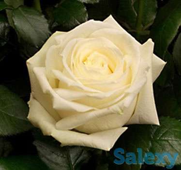 Саженцы корни роз, фотография 1