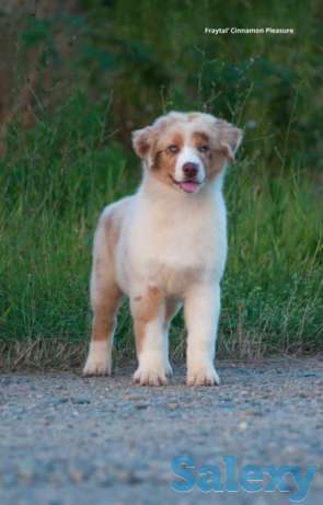 Щенки Австралийской Овчарки от Чемпионов!!!, фотография 1