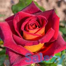 Саженцы, фотография 2