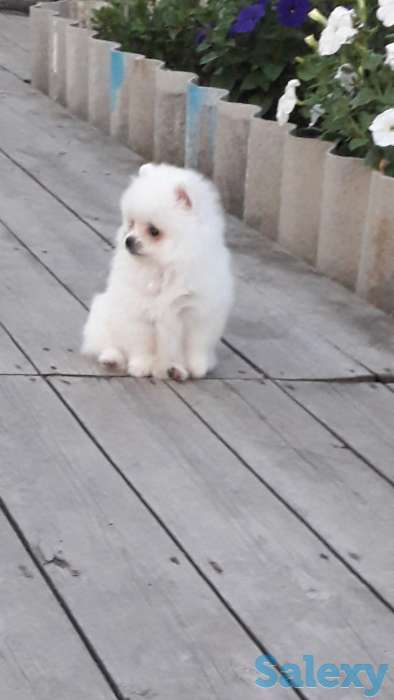 Белоснежые шпицы, фотография 3