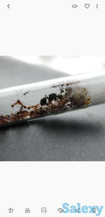 Муравьиная ферма, фотография 4