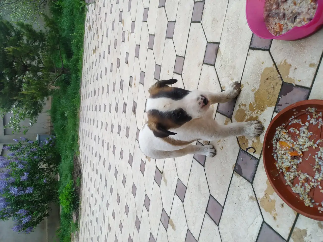 Продам тем кто любит собак. Щенки от сучки балонки 1,5 месяца, фотография 5