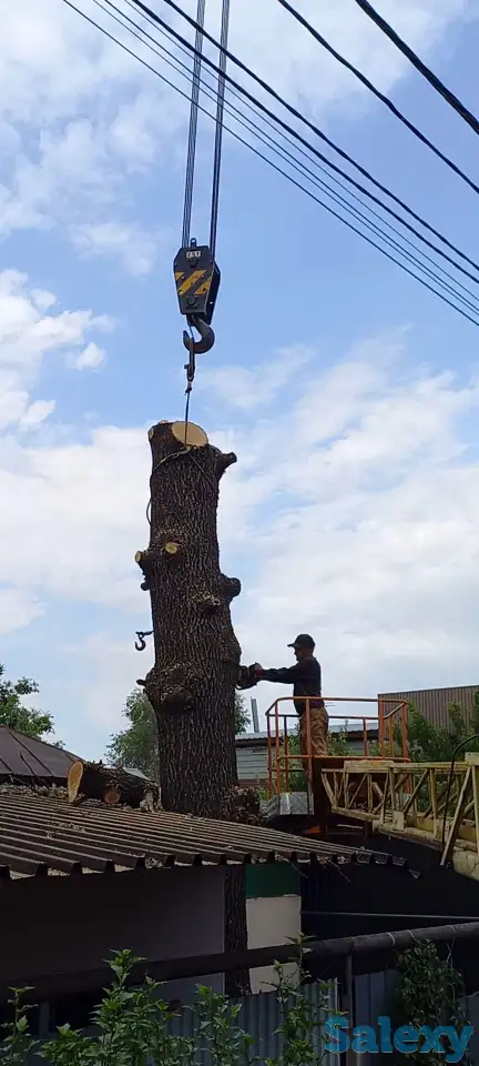 Спиливаем деревья, фотография 1
