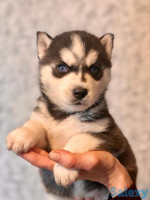 Продаю щенков сибирской хаски, фотография 1