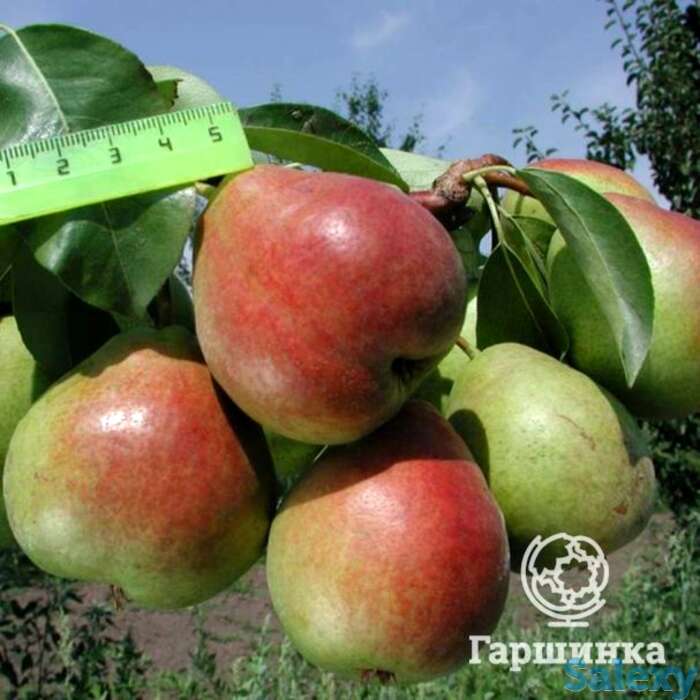 Груша северянка краснощекая, фотография 1