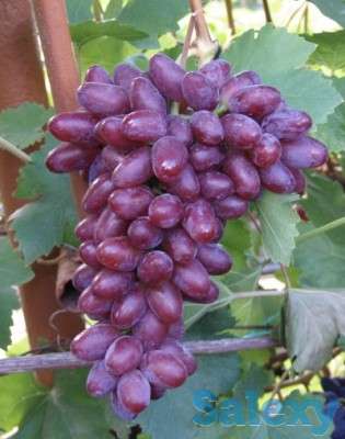 Саженцы винограда Ромео, фотография 1