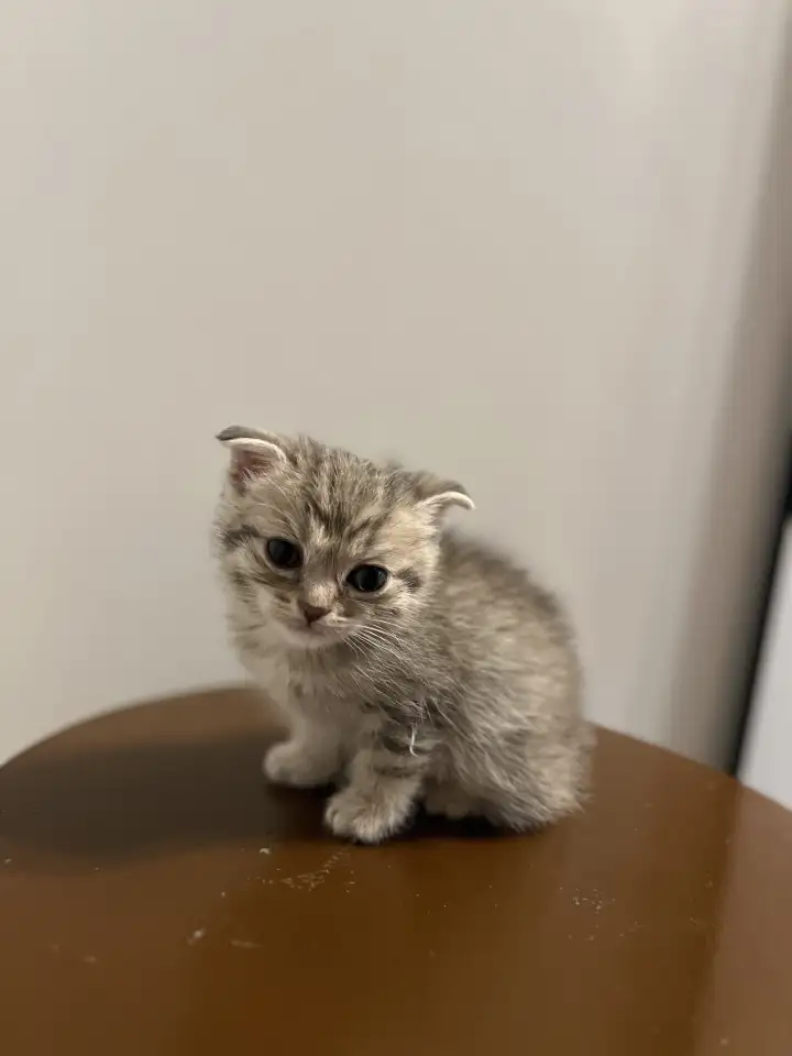 Шотландский вислоухий котенок, фотография 2