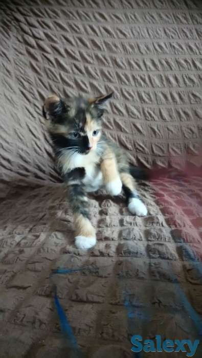 Отдам котят, фотография 5