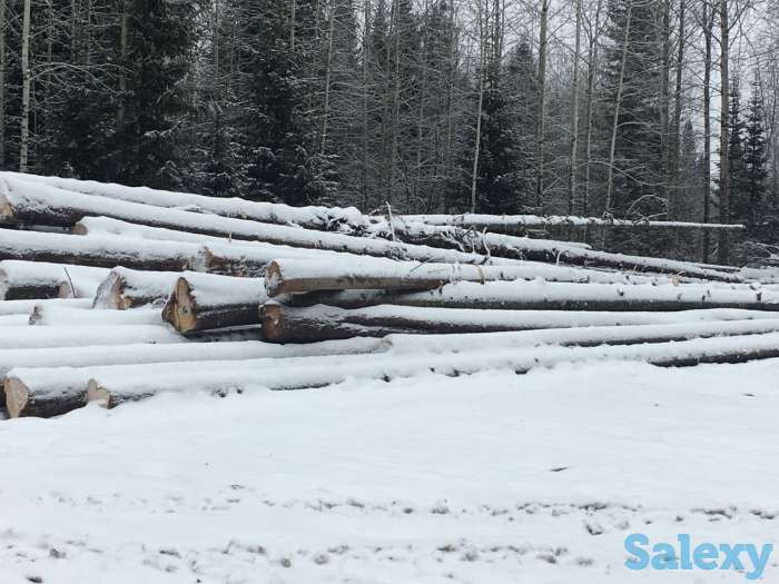 Продам хлыст пихтача, пиломатериал, кругляк лес круг, фотография 6