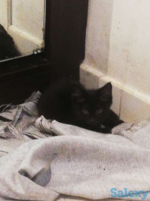 Отдам котят, фотография 2