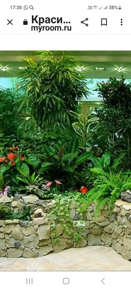 Комнатные декоративно-лиственные и цветущие растения, фотография 4