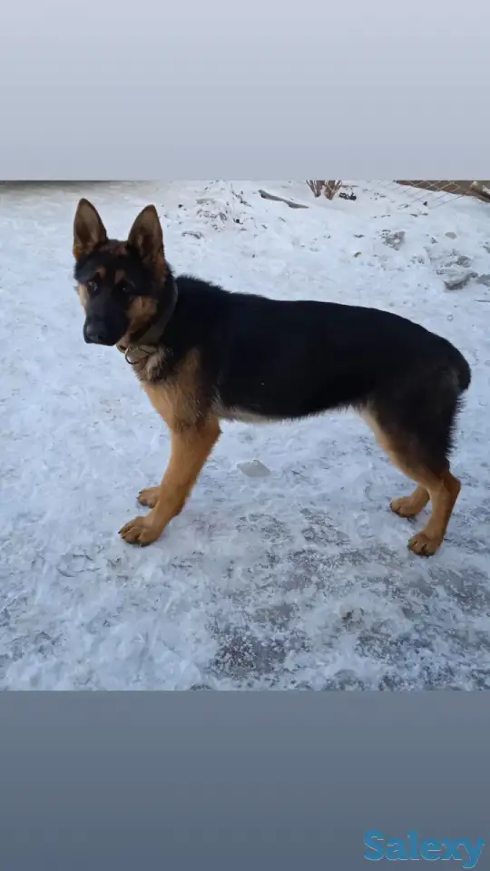 Пропала немецкая овчарка, фотография 3