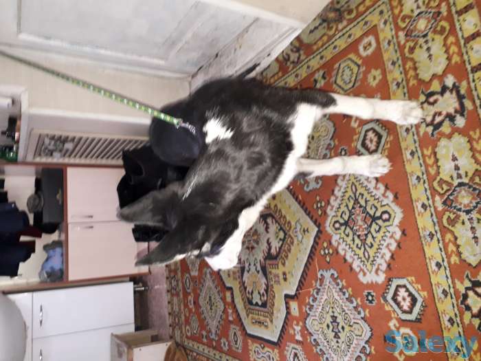 Продаю щенка порода хаски, фотография 2