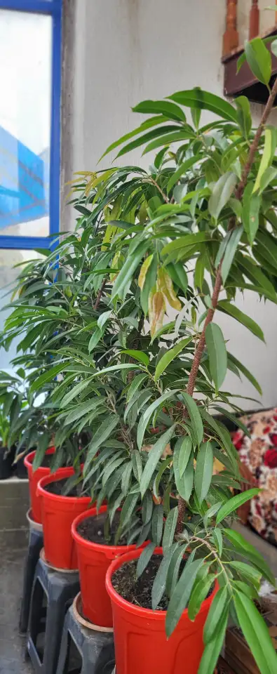 Продам фикус Бенедикта, фотография 3