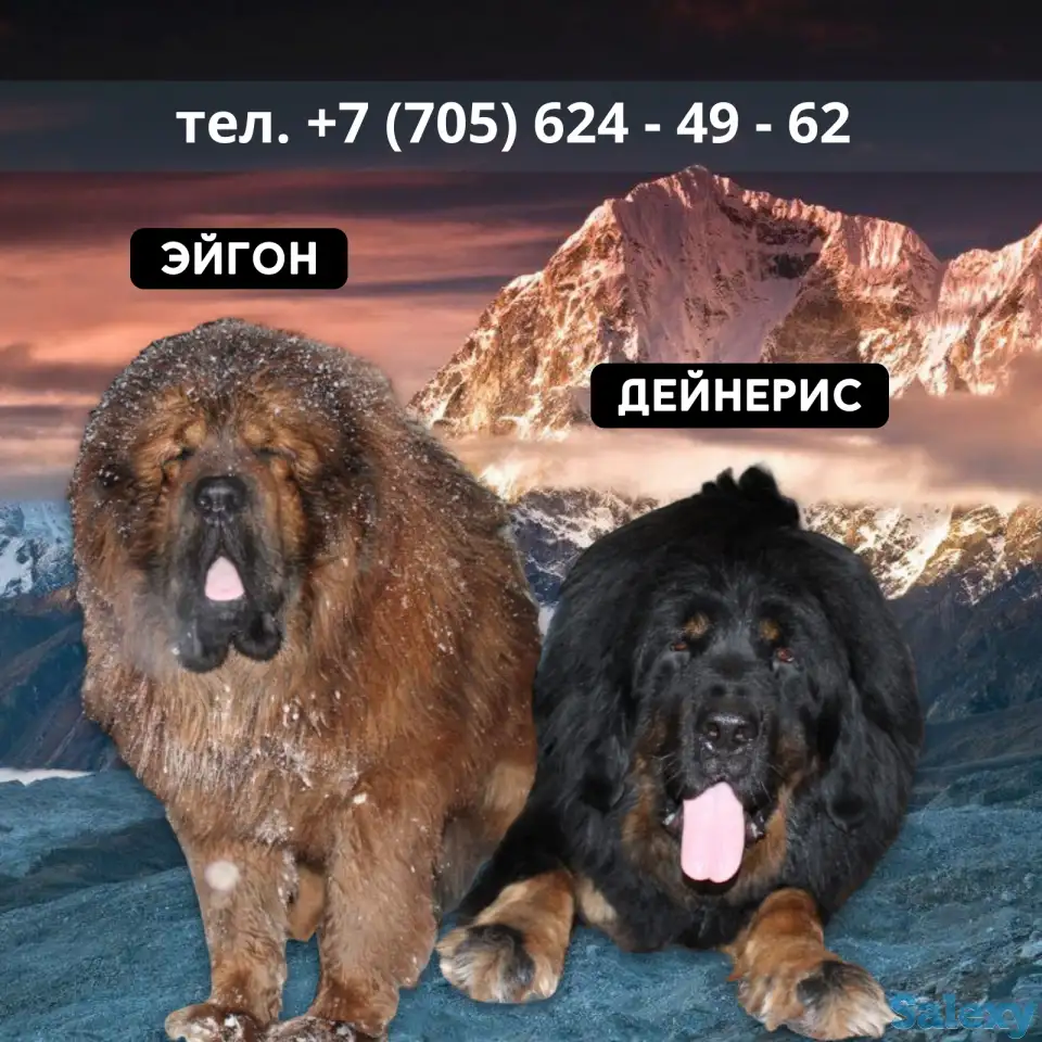 Продам щенков тибетский мастиф, фотография 1