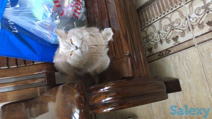 Porodistaya koshka, фотография 1