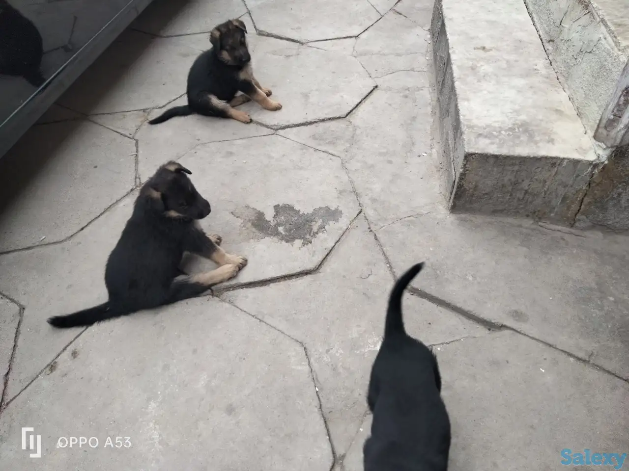 Продаются чистокровные щенки немецкой овчарки, фотография 4