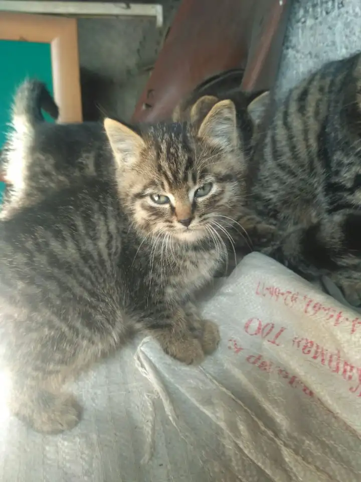 Отдам котят в заботливые руки, фотография 5