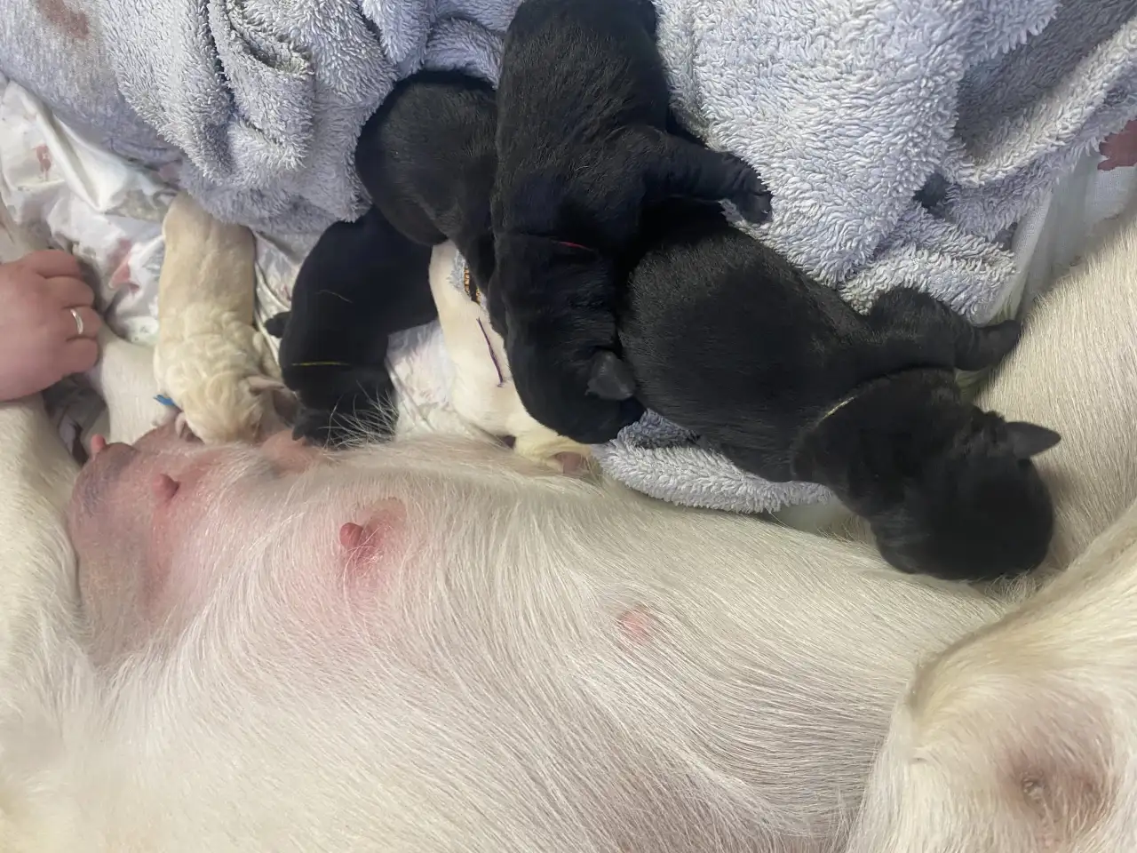 Лабрадор с документами, фотография 2