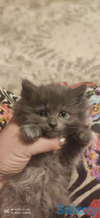 Котята, фотография 8