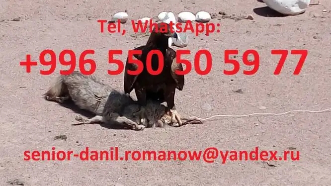 Voyages au Kyrgyzstan, guide, tourism, excursions, balades aux montagnes, chauffeur, фотография 4