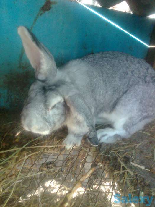 продам кроликов великаны, фотография 1