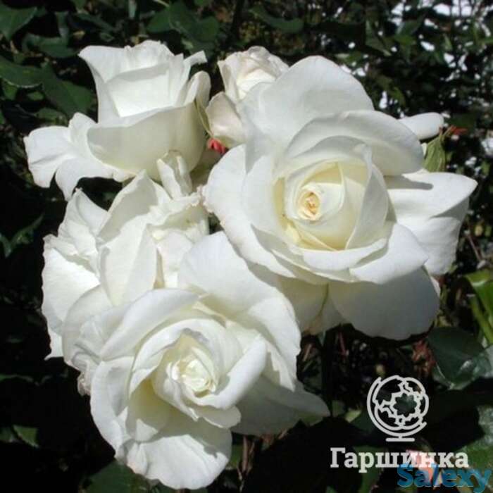 Роза Ивнинг Стар чайно-гибридная, фотография 1