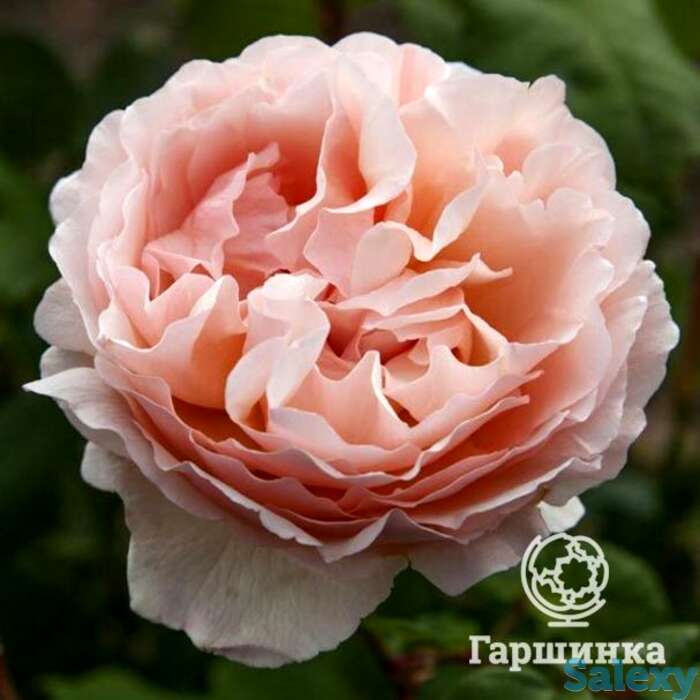 Роза принцесс шарлен де монако, мейян, фотография 1