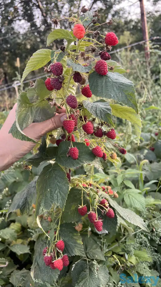 Продам большой дом с двумя входами отдельно и 24 сотки земли, фотография 6