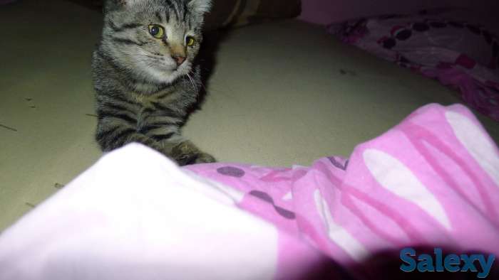 Отдам в добрые руки 2,5 месячного серого тигрового котёнка, девочку., фотография 6