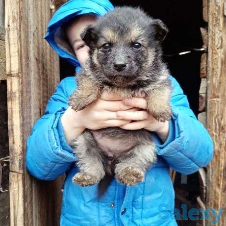 Отдам в хорошие руки!, фотография 1