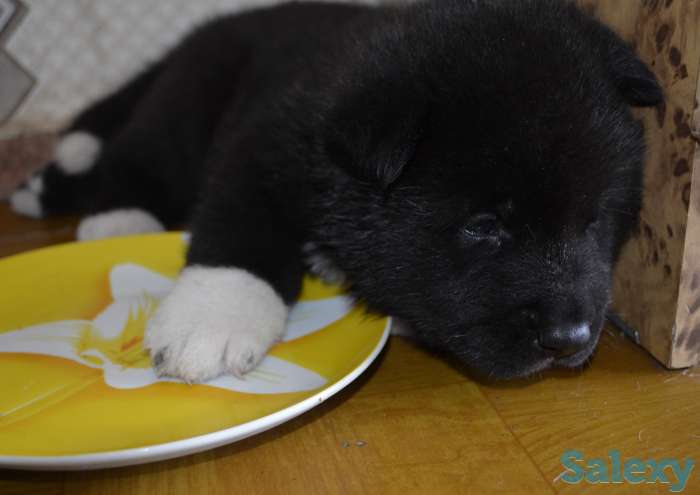 Щенки американской акиты, фотография 3