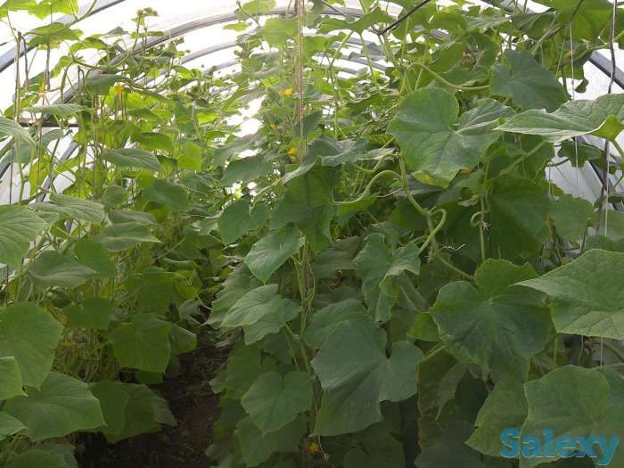 Дом, с.Сосновый Бор Клановая 16, фотография 4