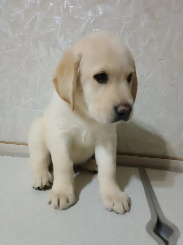 Щенки Лабрадор ретривер, фотография 5